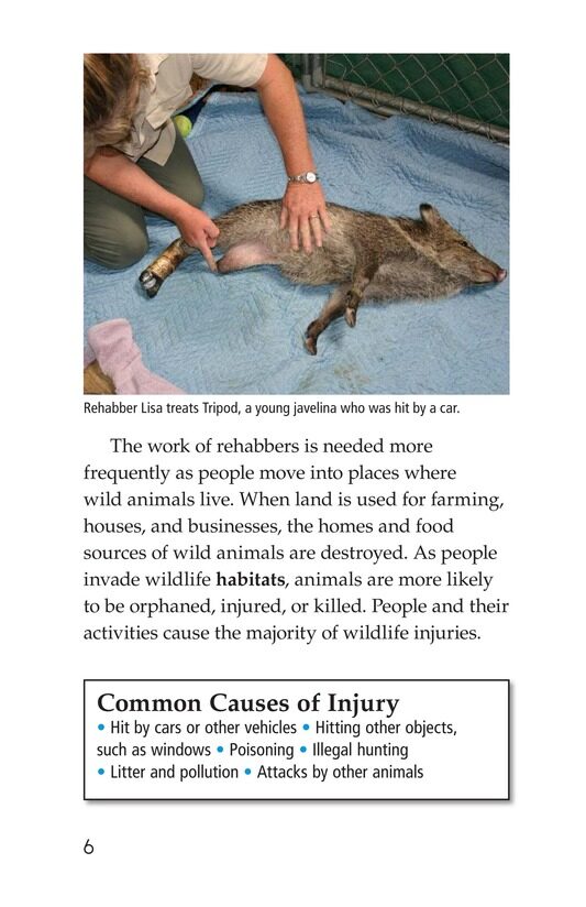 Wildlife Rescue绘本故事第5页