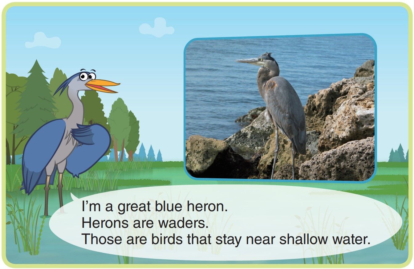 Great Blue Heron绘本故事第3页