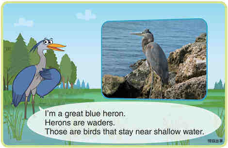 Great Blue Heron绘本故事第3页