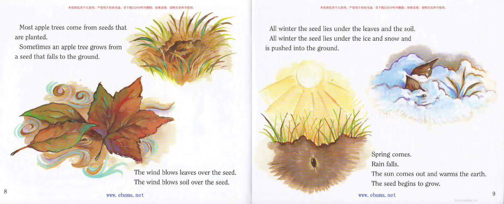 A Tree Is a Plant绘本故事第5页