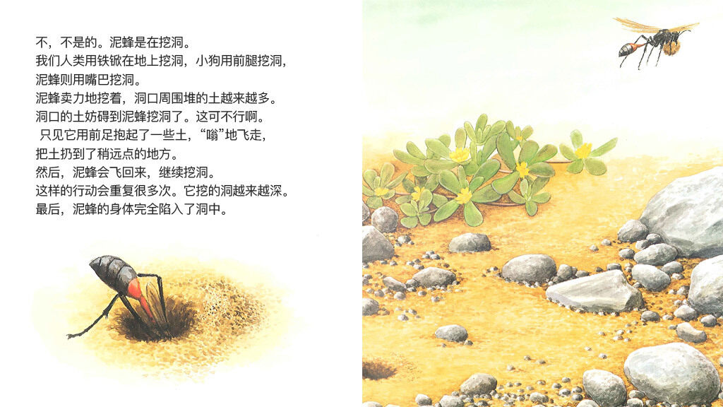 高明的麻醉师泥蜂绘本故事第5页