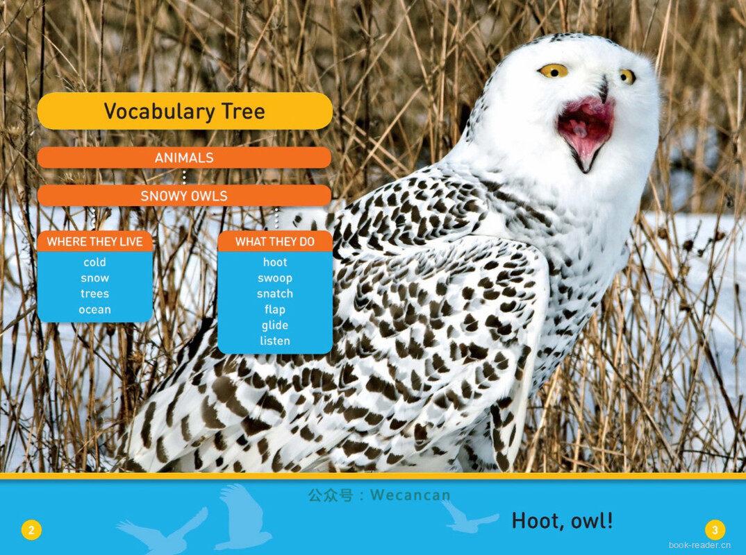 Hoot Owl绘本故事第3页