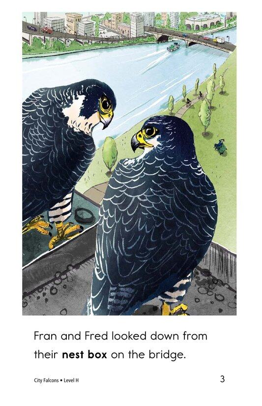 City Falcons绘本故事第3页