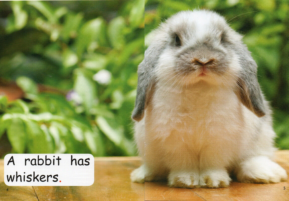 who has whiskers？绘本故事第4页