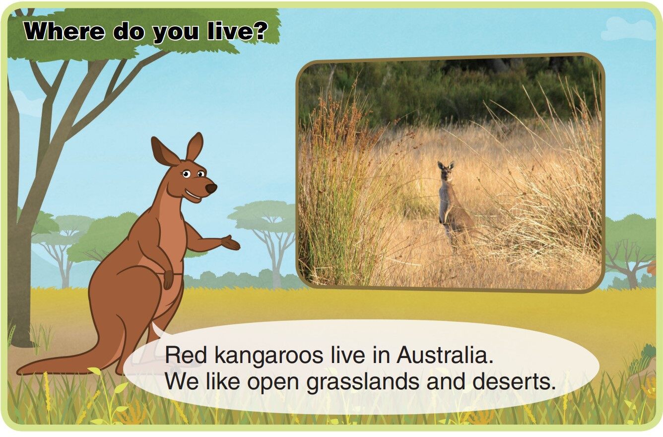 Red Kangaroo绘本故事第4页