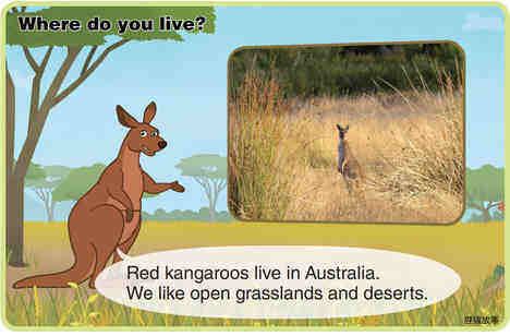 Red Kangaroo绘本故事第4页