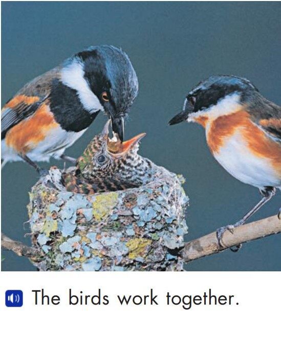 Animals work together绘本故事第5页