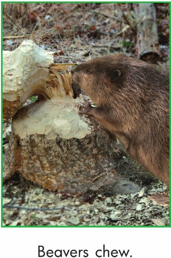 Busy Beavers绘本故事第4页