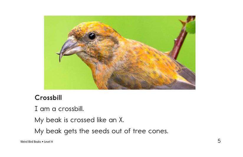 Weird Bird Beaks绘本故事第4页