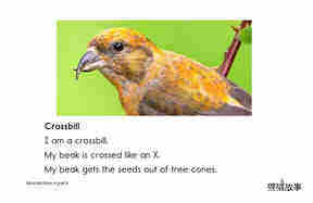 Weird Bird Beaks绘本故事第4页