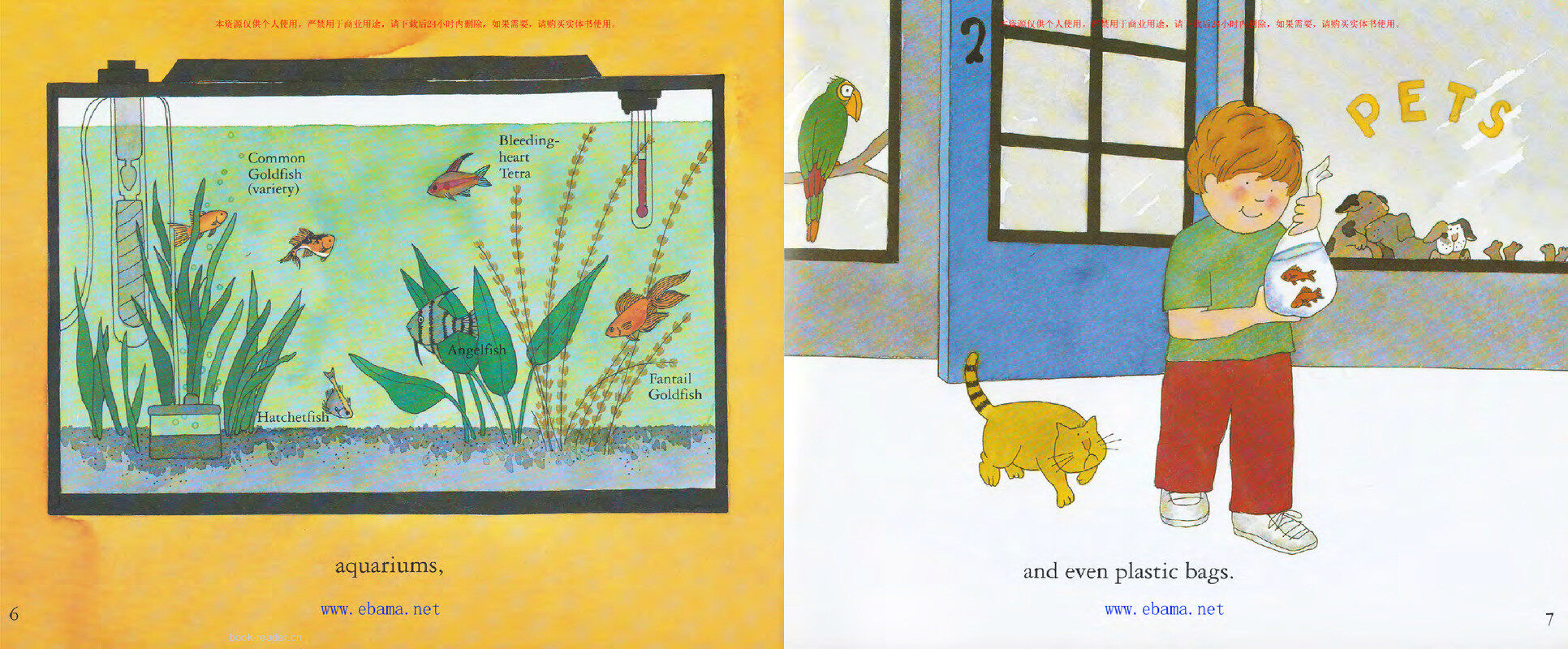 What is It Like to Be a Fish绘本故事第4页