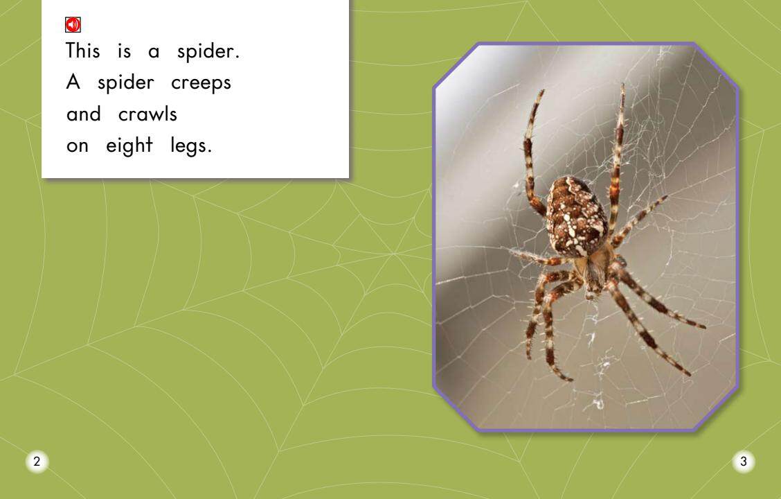 All About Spiders绘本故事第3页