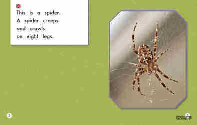All About Spiders绘本故事第3页
