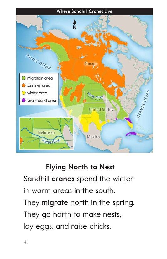 Here Come the Cranes!绘本故事第3页