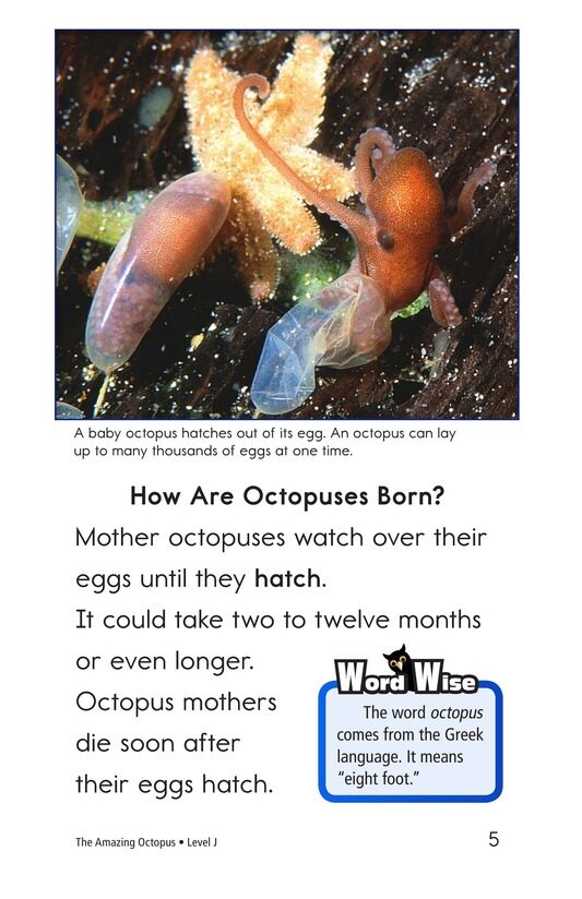 The Amazing Octopus绘本故事第4页
