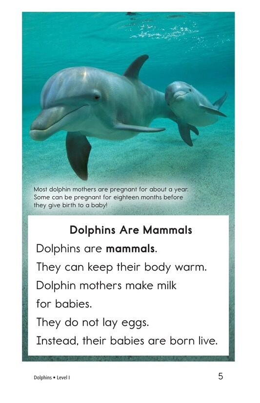 Dolphins绘本故事第4页