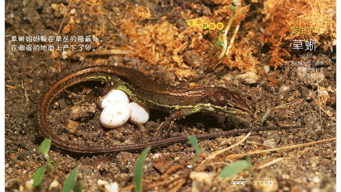 诞生了！草蜥绘本故事第4页