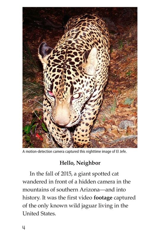 Return of the Jaguar绘本故事第3页