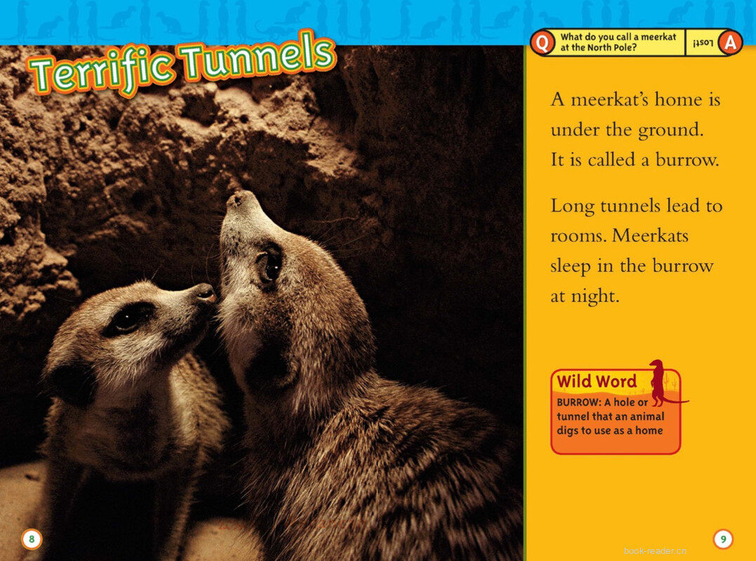 Meerkats绘本故事第5页