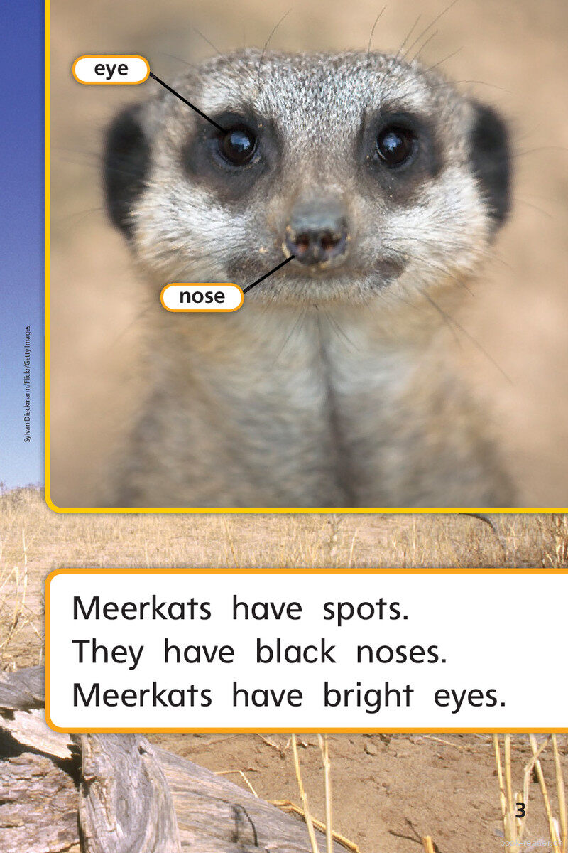 G1 ELL U2W3 Meerkat Family绘本故事第5页