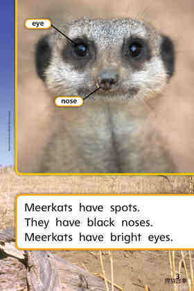 G1 ELL U2W3 Meerkat Family绘本故事第5页