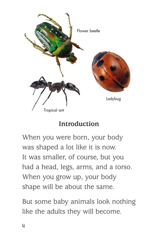 Insect Life Cycle绘本故事第3页