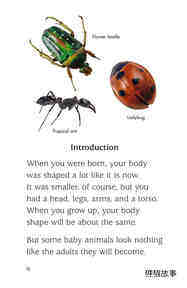 Insect Life Cycle绘本故事第3页