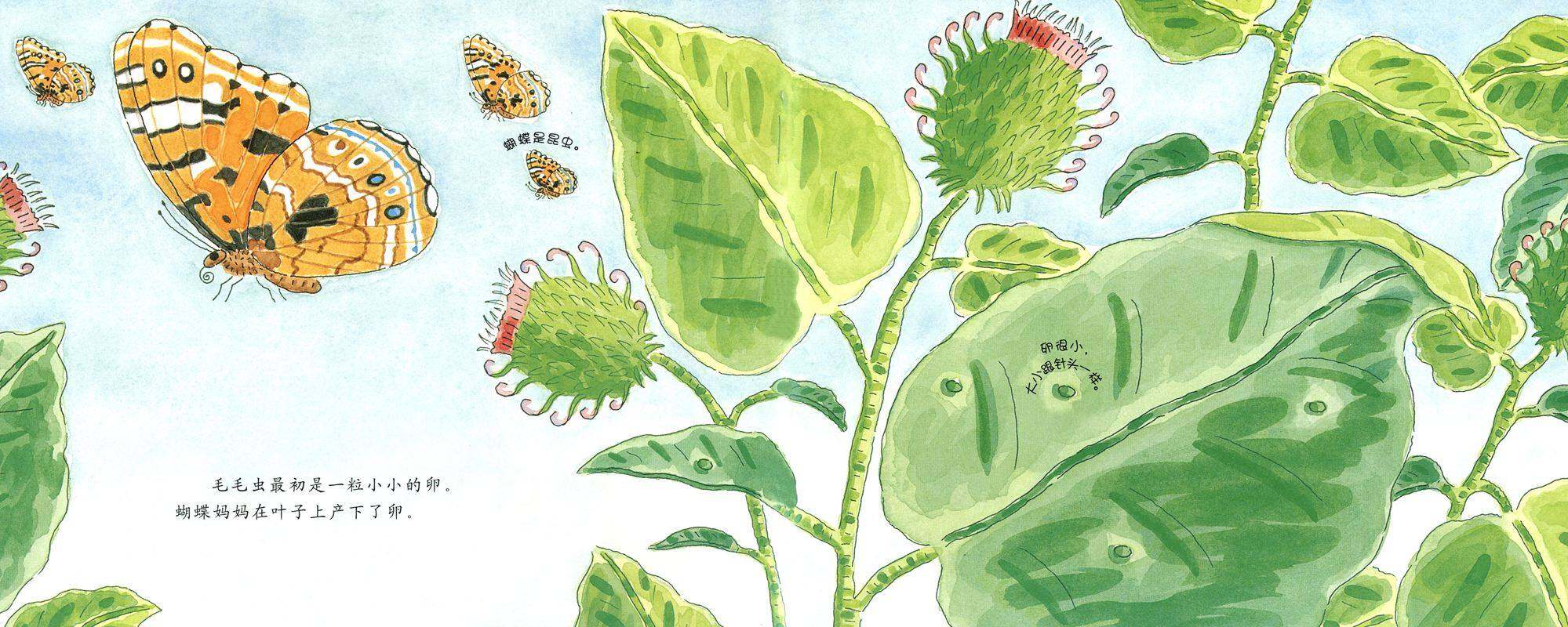 自然科学启蒙（第一辑）——毛毛虫变蝴蝶绘本故事第4页