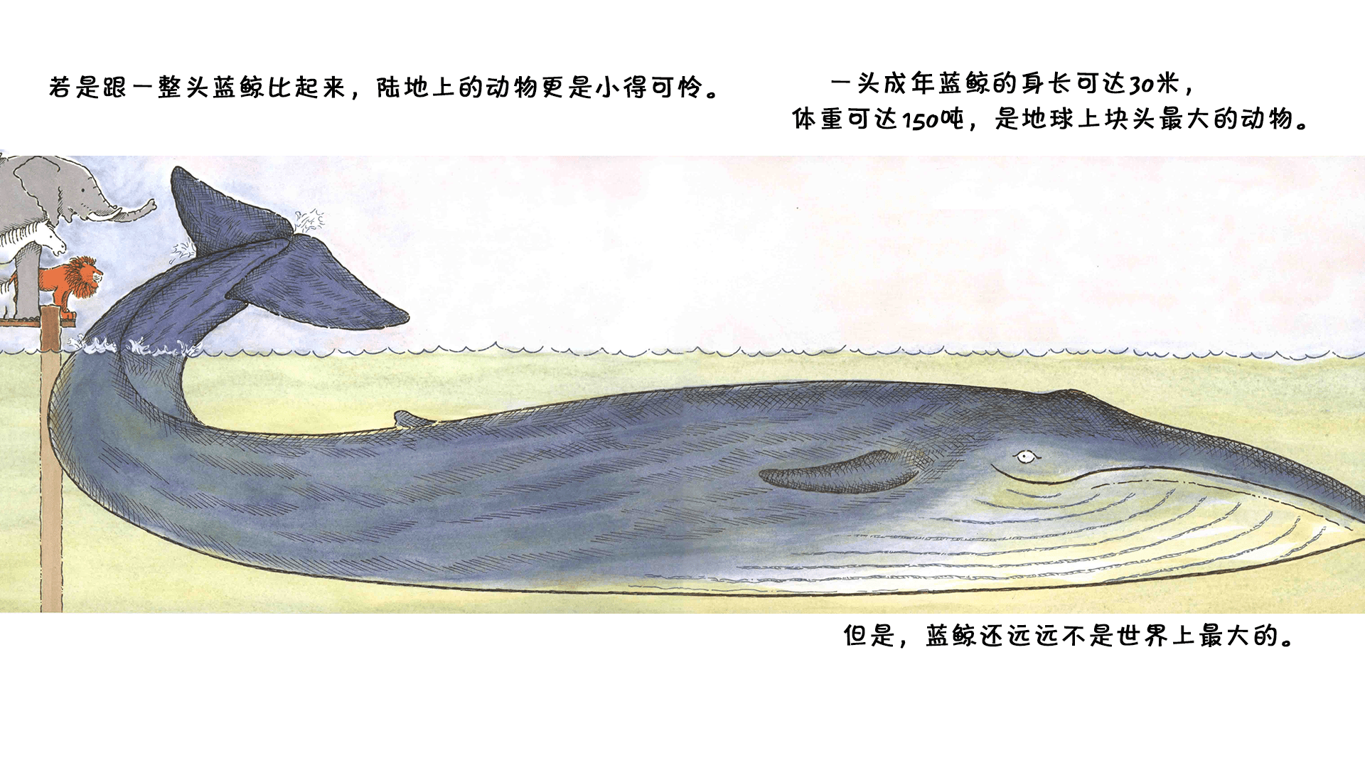 蓝鲸是最大的吗？绘本故事第4页