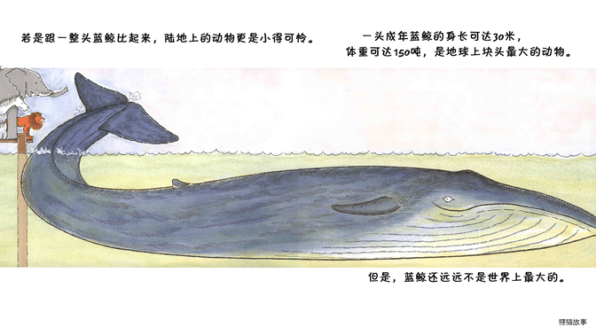 蓝鲸是最大的吗？绘本故事第4页