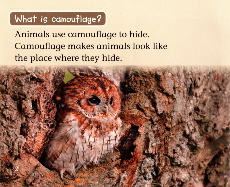 Animals in Hiding绘本故事第3页