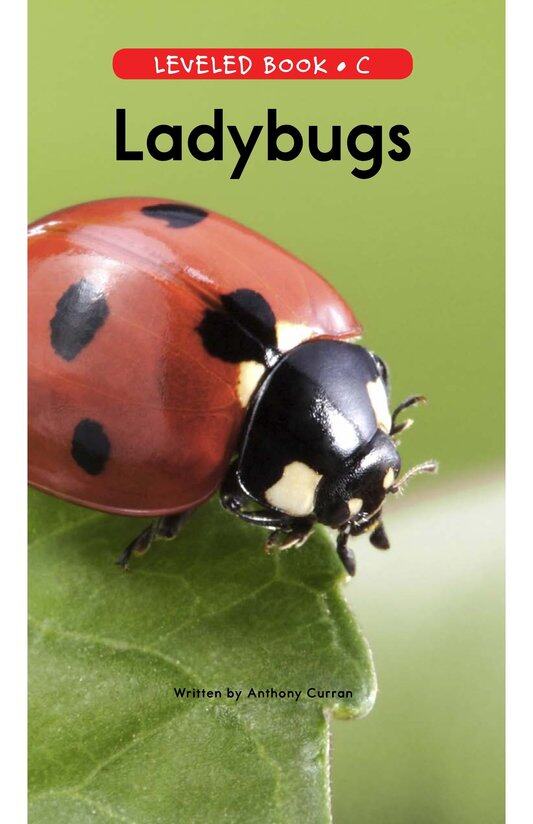 Ladybugs绘本故事第2页