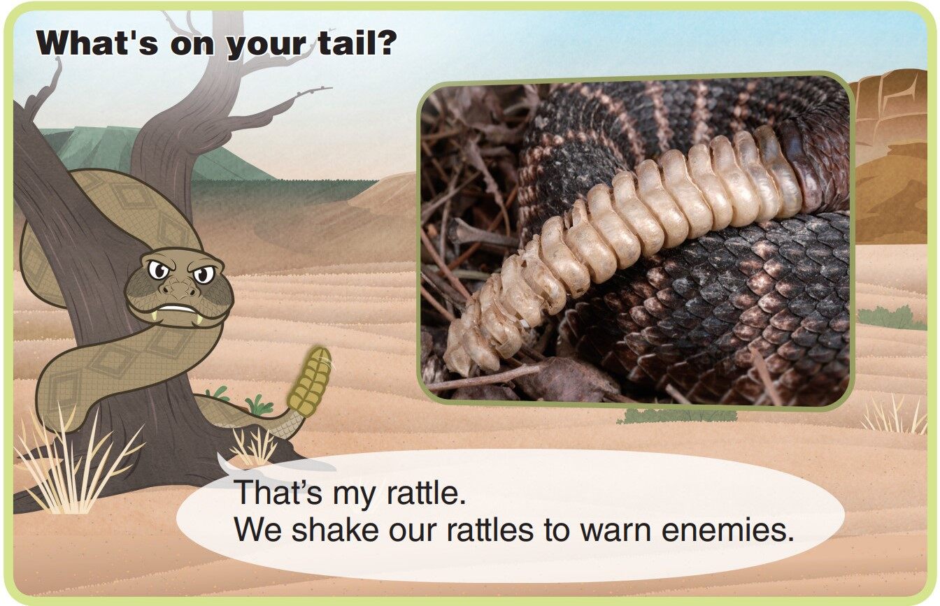 Rattlesnake绘本故事第5页