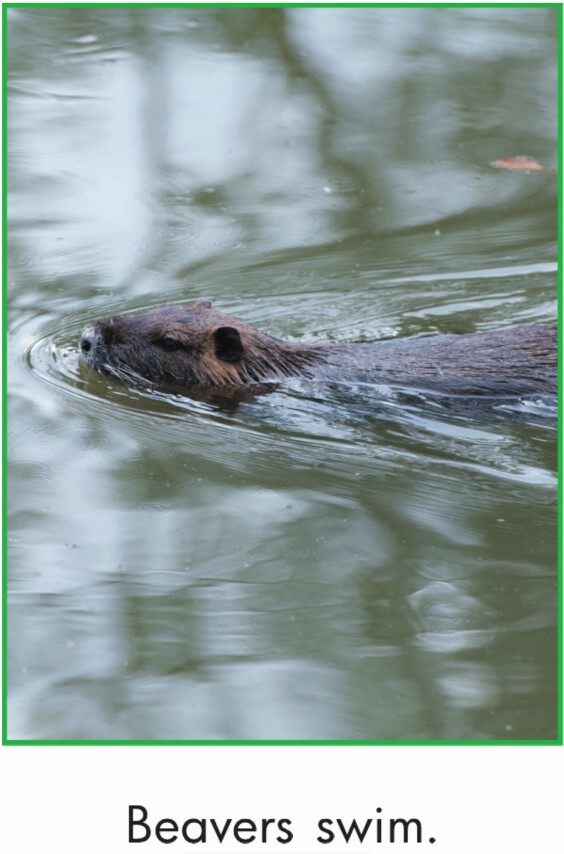 Busy Beavers绘本故事第5页