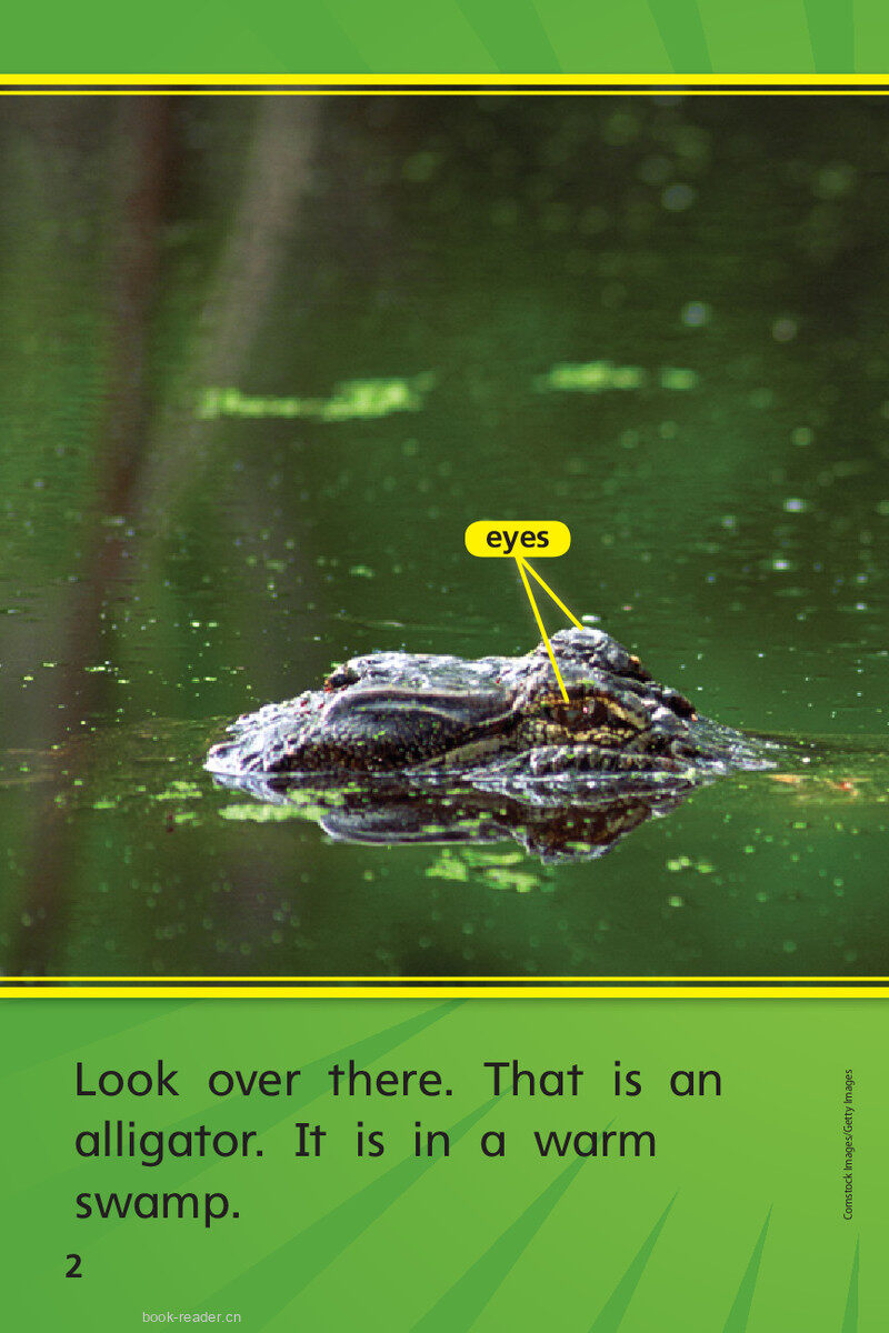 G1 ELL U4W3 Go,Gator!绘本故事第4页