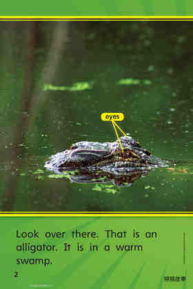 G1 ELL U4W3 Go,Gator!绘本故事第4页
