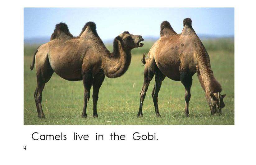 Gobi Desert Animals绘本故事第4页