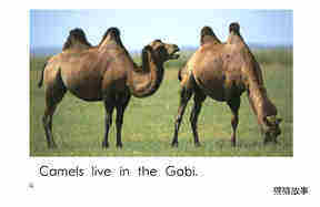 Gobi Desert Animals绘本故事第4页