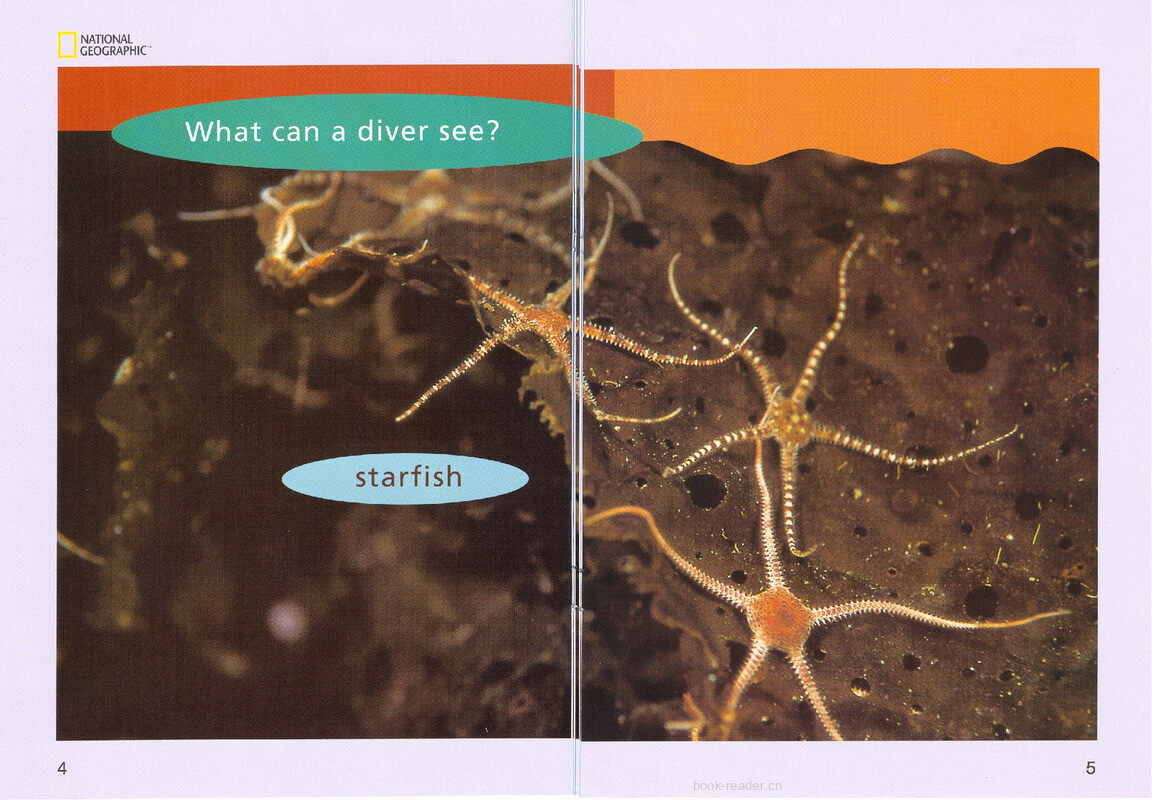 What Can a Diver See绘本故事第4页