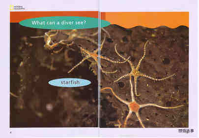 What Can a Diver See绘本故事第4页