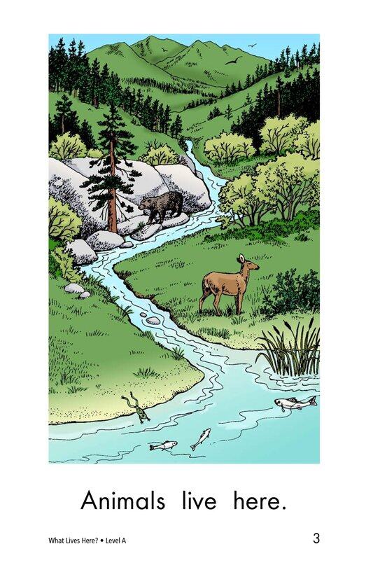 What Lives Here绘本故事第3页