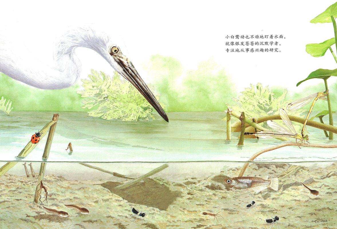 耕林童书馆·池上池下绘本故事第4页