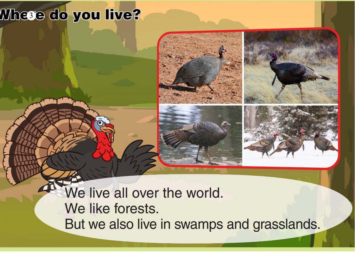 Wild Turkey绘本故事第4页