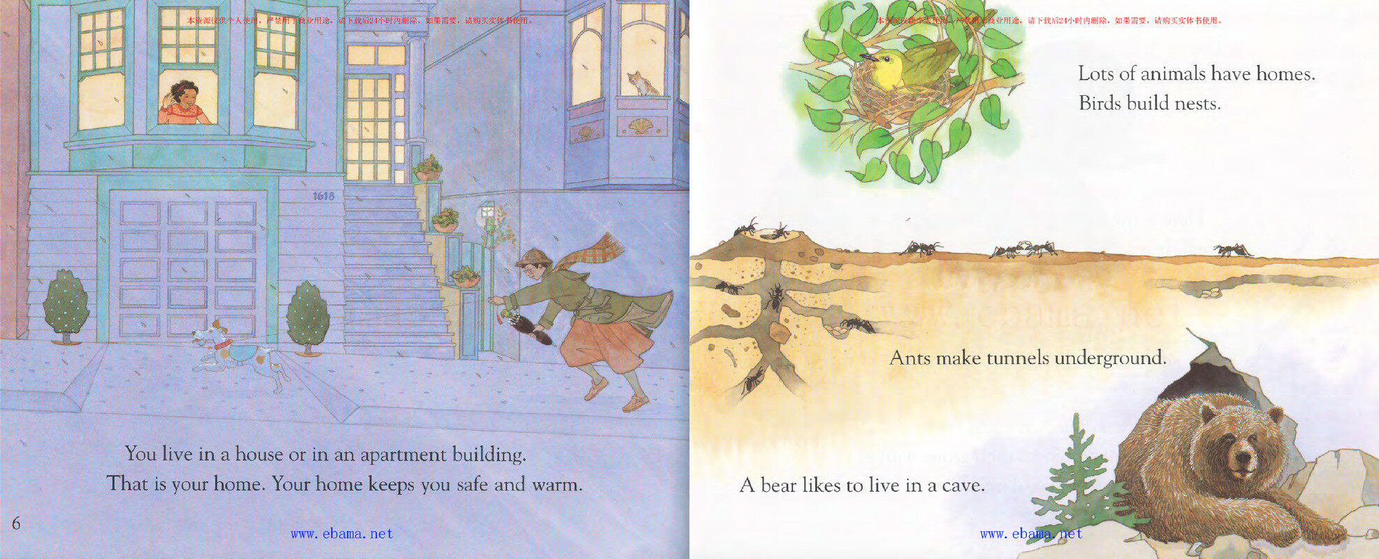 What Lives in a Shell绘本故事第4页