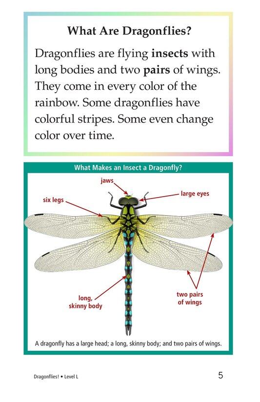 Dragonflies!绘本故事第4页