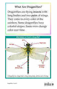 Dragonflies!绘本故事第4页