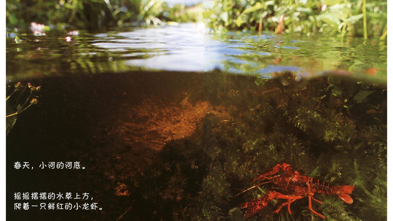 诞生了！小龙虾绘本故事第3页