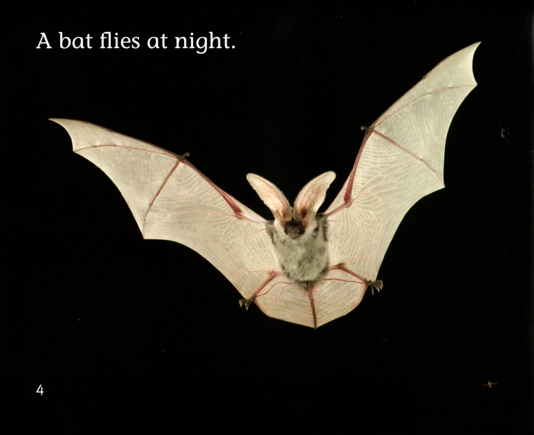 Night Animals绘本故事第5页