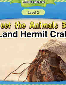 Land Hermit Crab