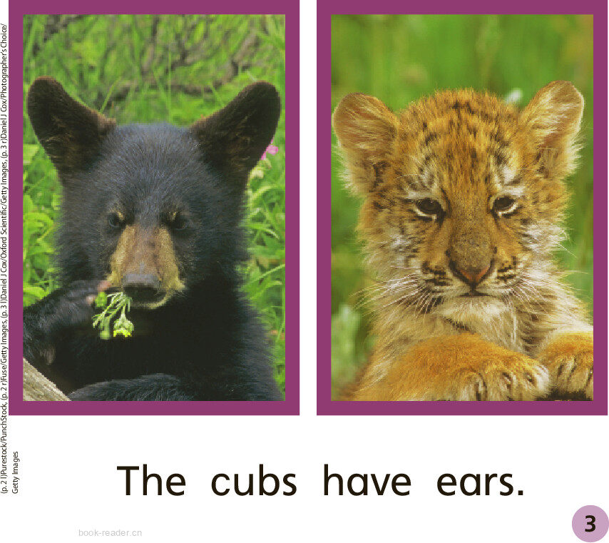 GK Approach U07W1 Two Cubs绘本故事第4页